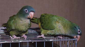 Kakadus