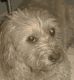 Tierschutzinitiative Alter Hund - Na und